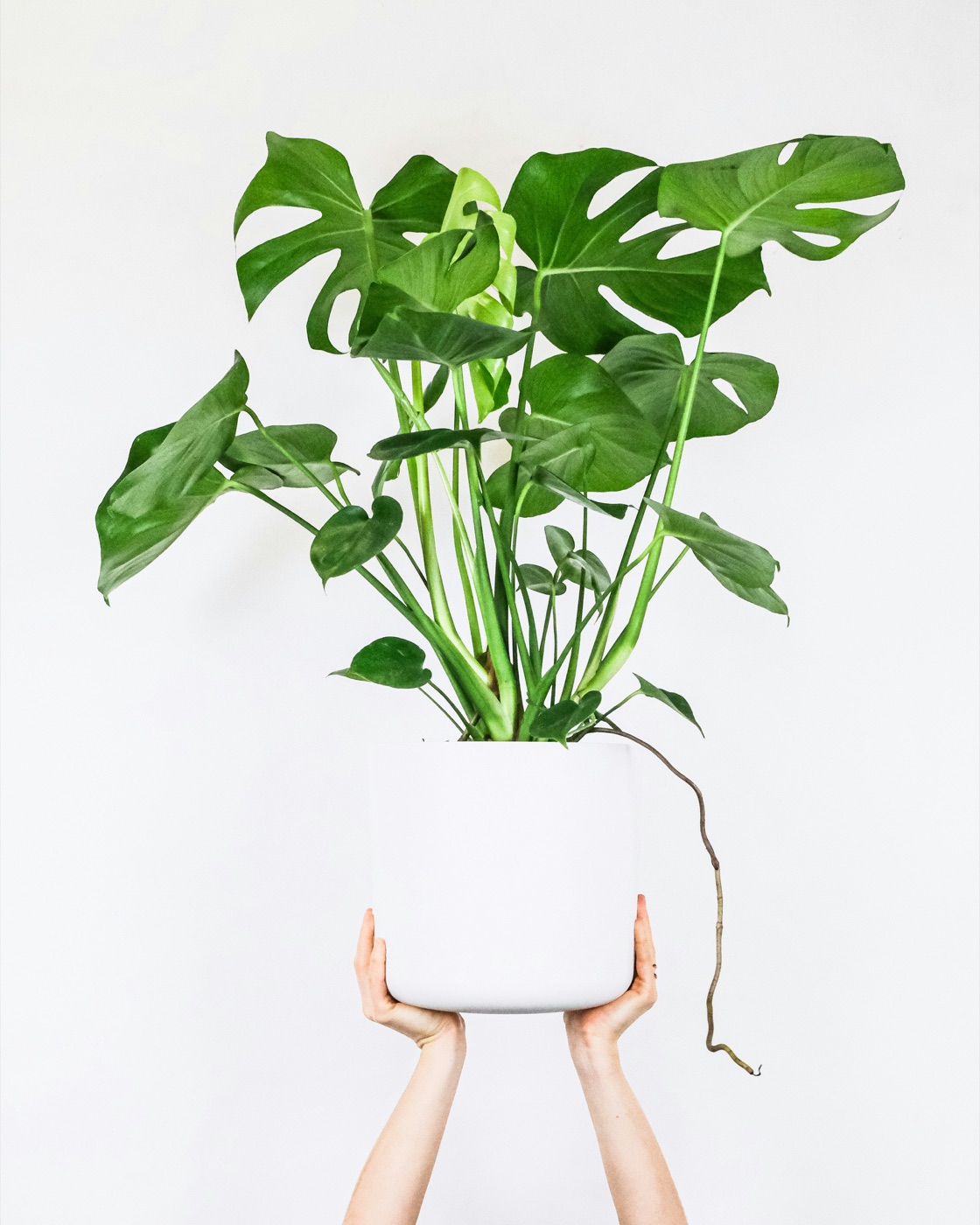 Planta verde en una maceta de cerámica blanca